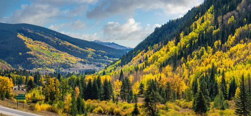 Brilliant Golden Autumn Aspen Trees in Vail Colorado  - obrazy, fototapety, plakaty