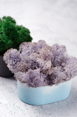 Green and violet moss in a concrete pot. Loft or scandinavian modern interior decor