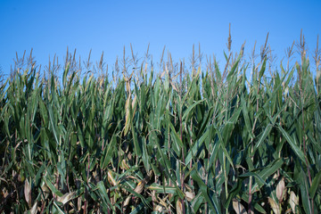 Wild grasses in a field