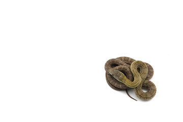 The Japanese rat snake isolated on white background