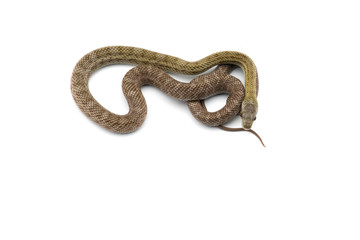 The Japanese rat snake isolated on white background