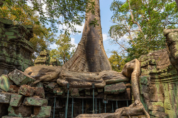 A Tetrameles tree with its huge endless roots coiling like a snake on top of a ruin in the famous Khmer temple Ta Prohm (Rajavihara) in Angkor, Siem Reap, Cambodia