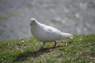 A dove walking by the river Guadalquivir