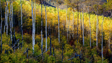Golden Autumn Aspen Grove at McClure Pass - Colorado Rocky Mountains
