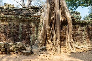 Ancient Khmer architecture. Ta Prohm temple with giant banyan tree roots. Angkor Wat complex, Siem Reap, Cambodia travel destinations