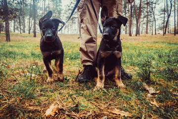 Sheepdog puppies on a leash