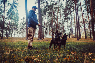 Puppy training. Sheepdog puppies training from an early age