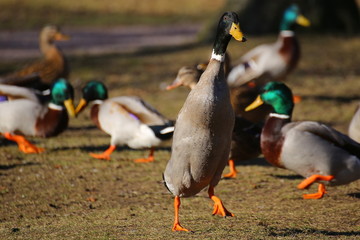 Curious mallard standing tall in a flock