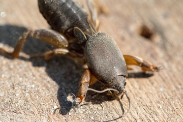 beetle