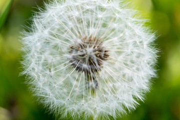 dandelion on green background