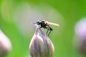 fly on a flower