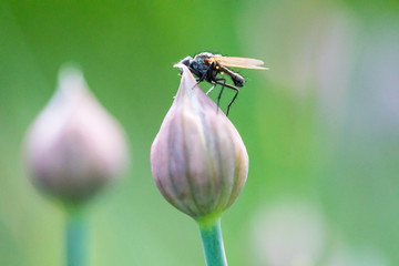 fly on the flower of onions