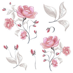 Roses. Set of spring-summer flowers of bouquets of pink plants. Vector image.