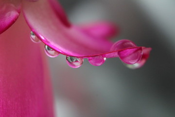 pink rose petals with drops of water