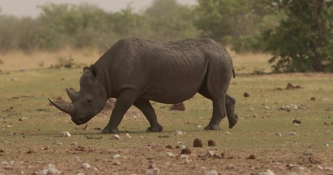 Wild black rhinoceros, Diceros bicornis, side view, dangerous animal walking tightly around camera, heading to waterhole. Endangered animal, wildlife footage in hot Etosha park, Namibia.