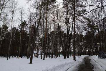  trees in the park in early spring