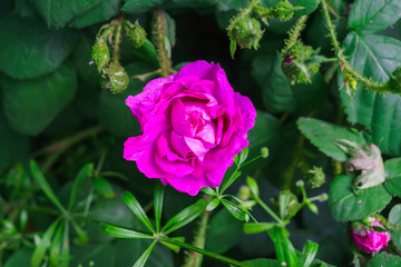 Colorful, beautiful, delicate flower rose in the garden.