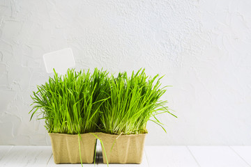 Sprouted wheat grains for animals in a pot with label