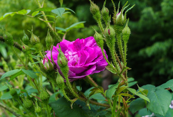 Colorful, beautiful, delicate flower rose in the garden.