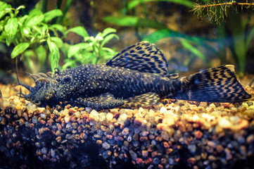 Catfish lying on the rocks among the algae