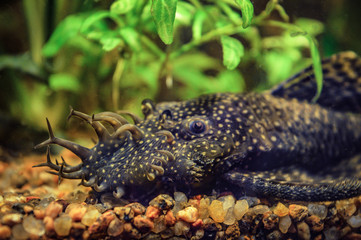 Catfish living in an aquarium