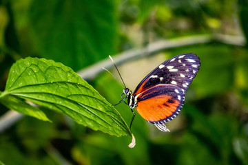 Fototapeta na wymiar Butterfly in Copenhagen Zoo