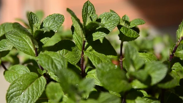 Close-up of mint leaves with an intense green color, indistinguishable blurred background. The leaves oscillate slightly: the vase is rotated by swinging the leaves.