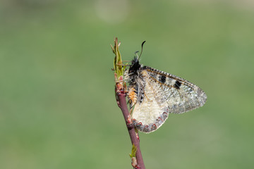 Papilionidae / Yalancı Apollo / / Archon apollinus
