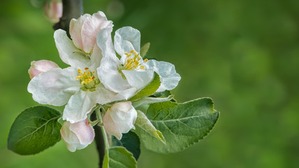 Flowering branch of apple trees on a green background in spring sunny day. Macro photo with shallow depth of field.