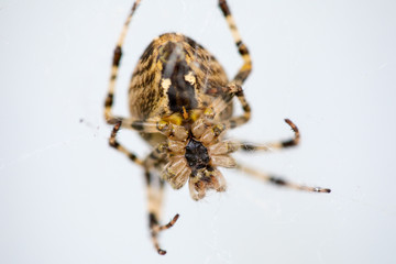 spider isolated on white background