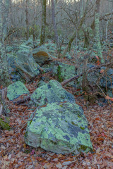 mossy rocks and trees in the Talladega National Forest, Alabama