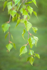 Birch branches with young leaves on a green background in spring sunny day. Macro photo with shallow depth of field.