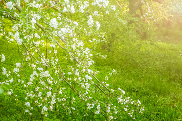 Spring blooming garden in the rays of the sun. Photo with shallow depth of field and soft focus. Natural background.