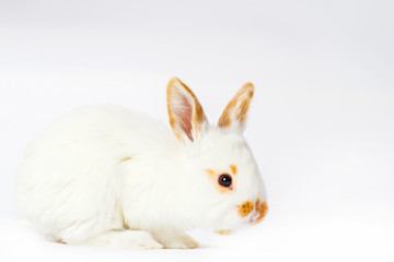 cute fluffy white rabbit on a white background