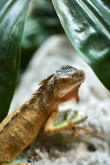 Closeup portrait of colorful lizard near green plant