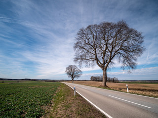 Landstraße mit zwei Bäumen