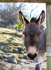 Looking forward and eating donkey from Gambarogno, Switzerland