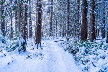 Forest hiking trail covered in snowfall after a snowstorm in Vancouver (Delta) BC, at Burns Bog. Snowy forest scenes.