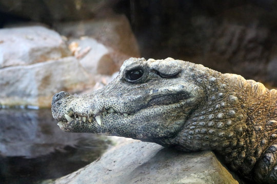 Crocadile head closeup