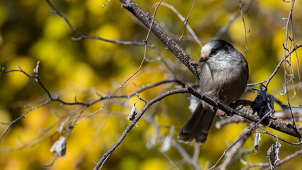 canada jay