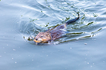 otter in the water