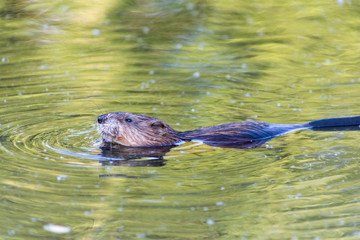 otter in the water