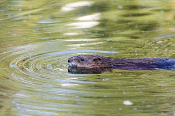otter in the water