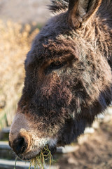 Portrait of eating hay donkey from Gambarogno, Switzerland