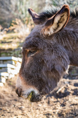 Fototapeta premium Portrait of eating hay donkey from Gambarogno, Switzerland