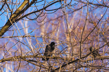 Crow sitting on a branch