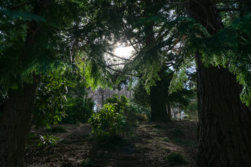 Naklejka premium Shady trees from park San Grato in Carona, Switzerland