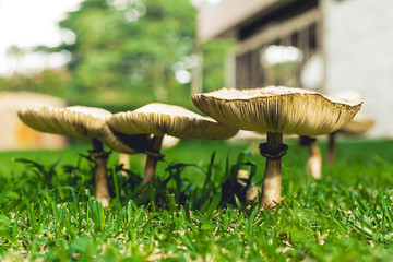 hongos blancos de jardin