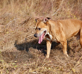 American pit bulls outdoors