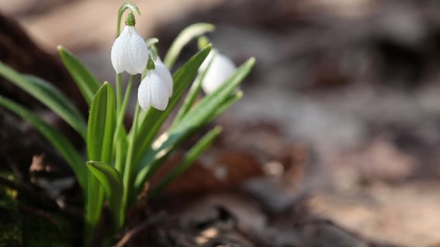 White blooming snowdrop folded or Galanthus plicatus with water drops  in the forest background. Wind, light breeze, sunny spring day, dolly shot, shallow depts of the field, slow motion video